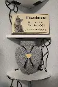 placa-funeraria-mascota-repisa-urna-oro.webp